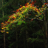 PA280137m4reducedforCCwebsite.jpg