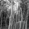 Trees1byEdDoughty.jpg
