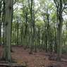 Trees2byEdDoughty.jpg