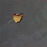 ALonelyLeafbyEdDoughty.jpg