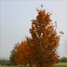AutumnalTreesbyEdDoughty.jpg