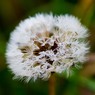 DandelionMichaelKiely.jpg