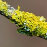 LichenontwigMichaelKiely.jpg