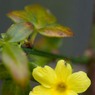 YellowFlowerMichaelKiely.jpg
