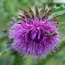 beeonthistle.jpg