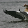 bird1.jpg