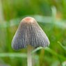 fungi2.jpg