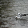 gull.jpg