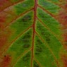 leaf.jpg