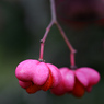 pinkflower.jpg