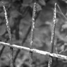 railings.jpg