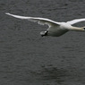 swan.jpg