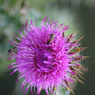 thistle.jpg
