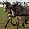 Scurry_driving-8resize.jpg