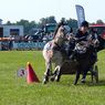 Scurry_driving_edits-2resize.jpg
