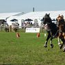 Scurry_driving_edits-3resize.jpg