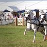 Scurry_driving_edits-7resize.jpg