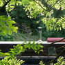 Barge_through_the_trees.jpg