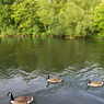 More_ducks.jpg