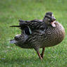canon_222_club_walk_165.JPG