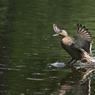 canon_84_174_copy.jpg