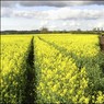 Oilseedrape.jpg