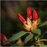 canon84034copy.jpg