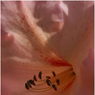 canon84070copy.jpg