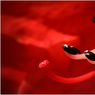canon84107copy.jpg
