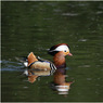 canon84158copy.jpg