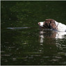 canon84177copy.jpg