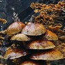 funghi.jpg
