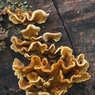 funghi2.jpg