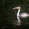 grebe.jpg