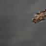 leaf.jpg
