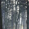 SunlightThroughTheTreesbyEdDoughty.jpg