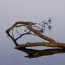 TheBranchatVirginiaWaterbyEdDoughty.jpg