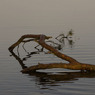 TheBranchwithripplesbyEdDoughty.jpg