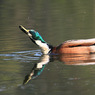 mduck.jpg
