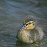 mduckling.jpg