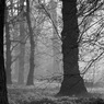 moodywoods.jpg