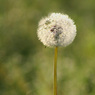 puffball.jpg