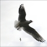 SeagullsbyEdDoughty.jpg