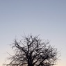 TreeSilhouettebyEdDoughty.jpg