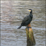 henley024copy.jpg