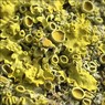 Lichens.jpg