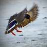 ChrisG_Duck_landing.jpg