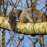 ChrisG_Squirrel_by_the_lake.jpg