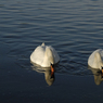DSC_1366.jpg