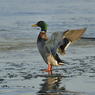DSC_1380.jpg
